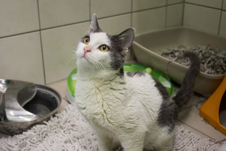 Fizzas © Miriam Black, TiKo