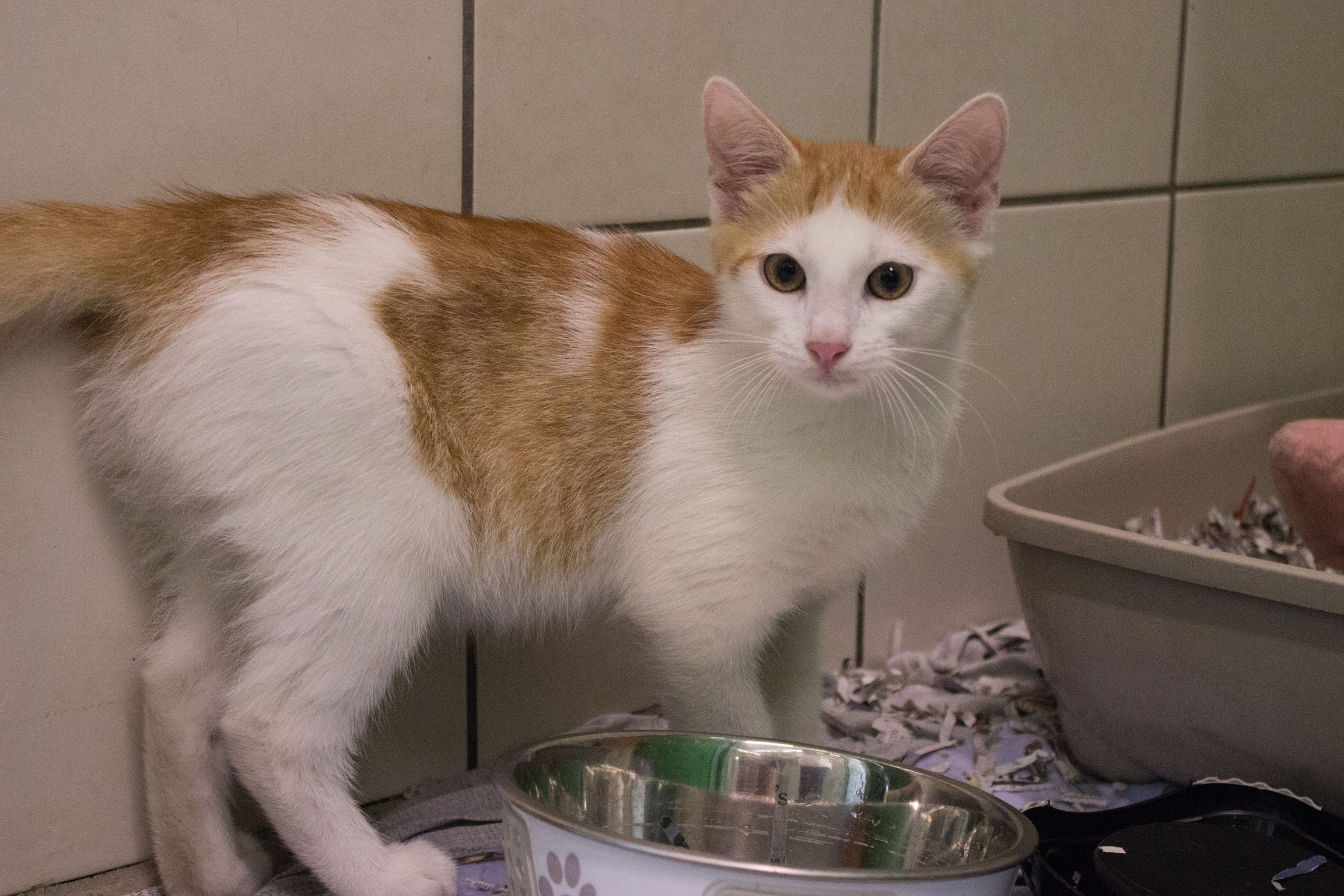 Farfalle © TiKo_Nina Zesar