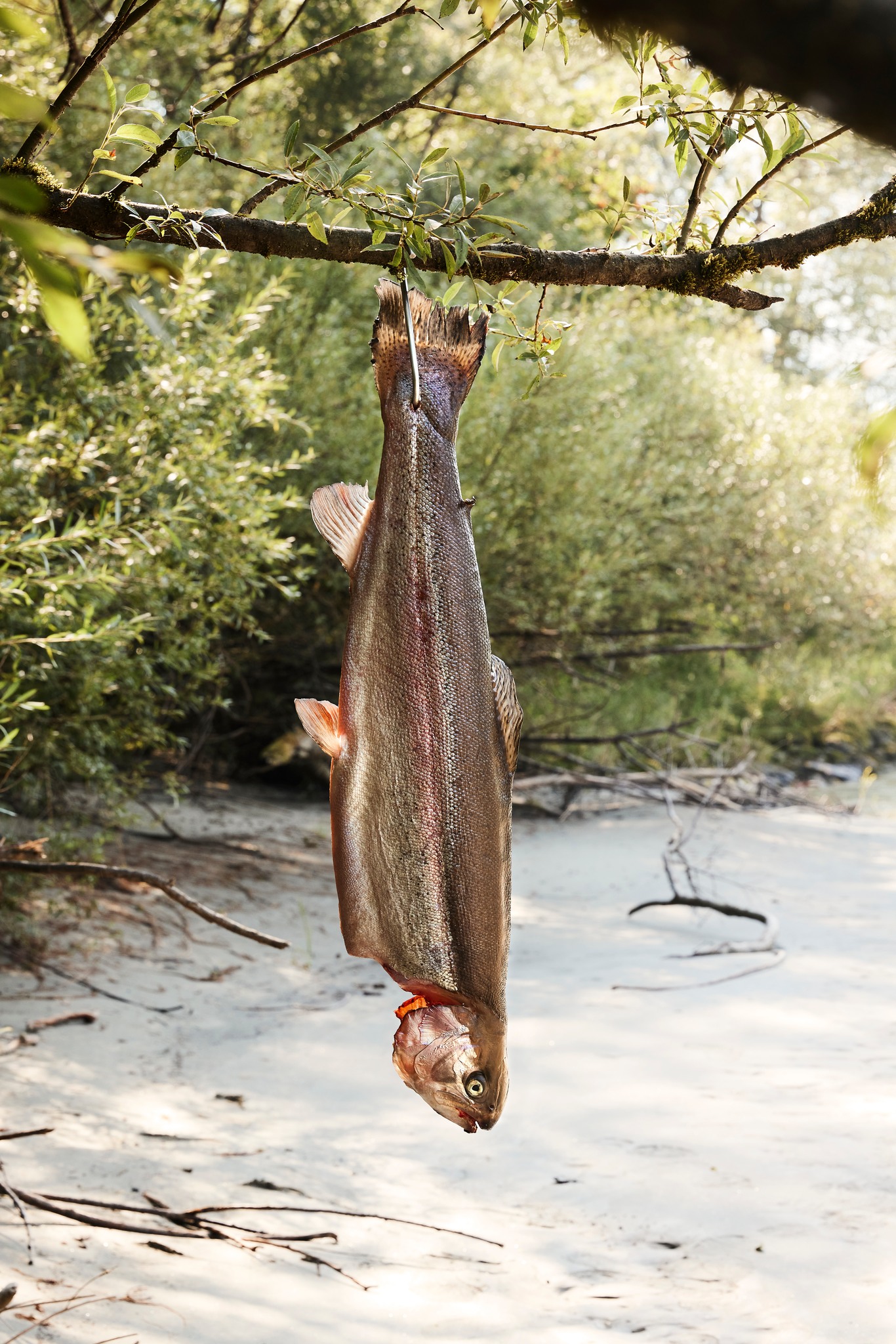 Forellen Jobst © RPIT