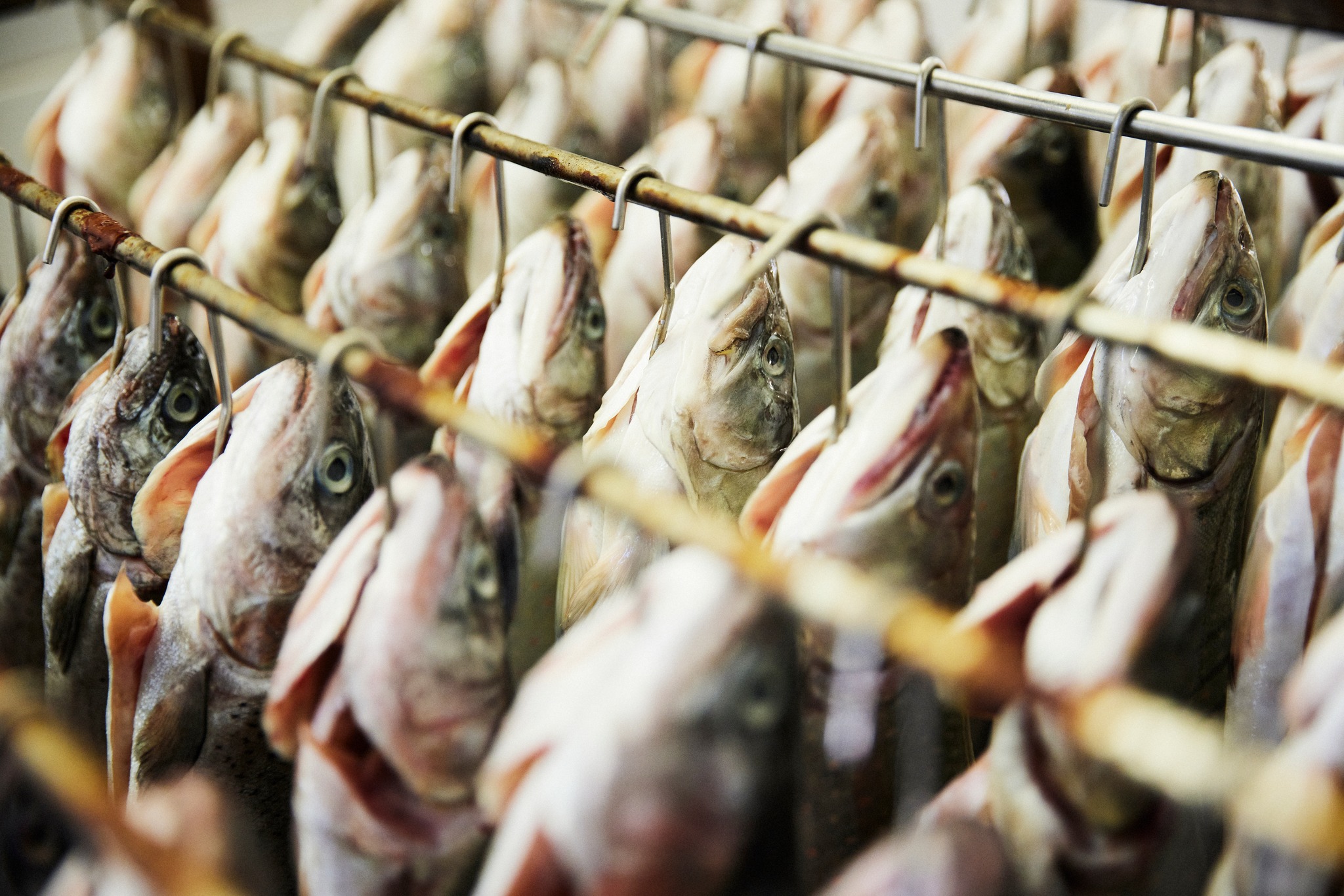 Forellen Jobst © RPIT