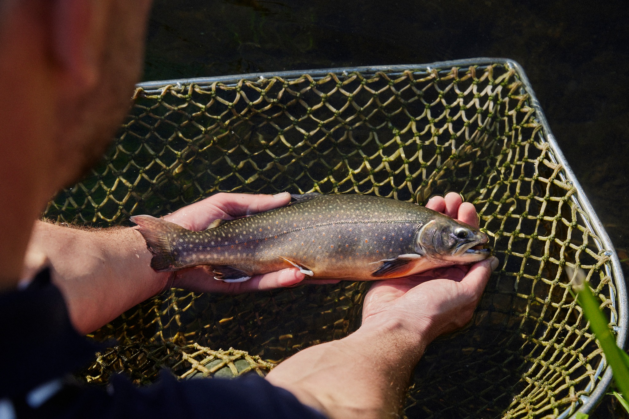 Forellen Jobst © RPIT