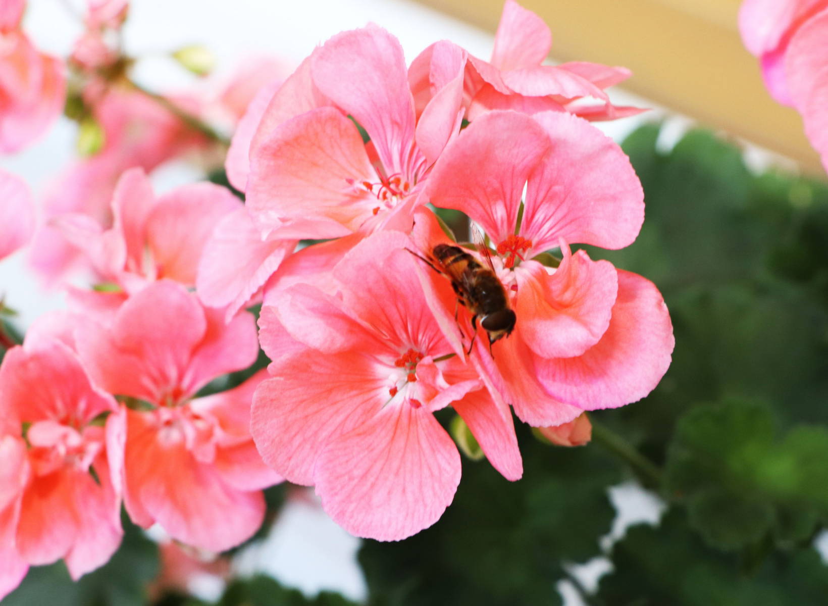 © Manfred J. Schusser