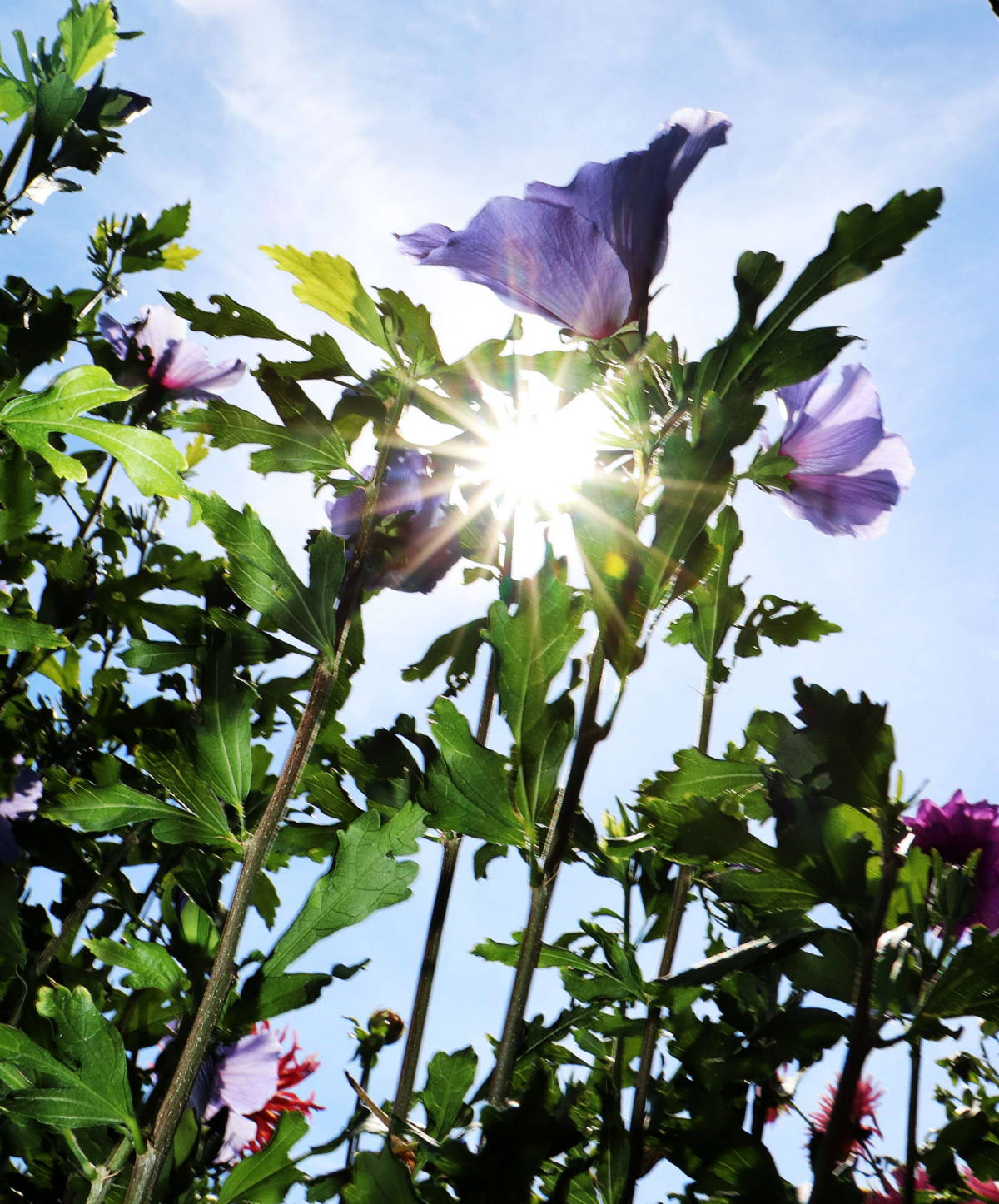 © Manfred J. Schusser