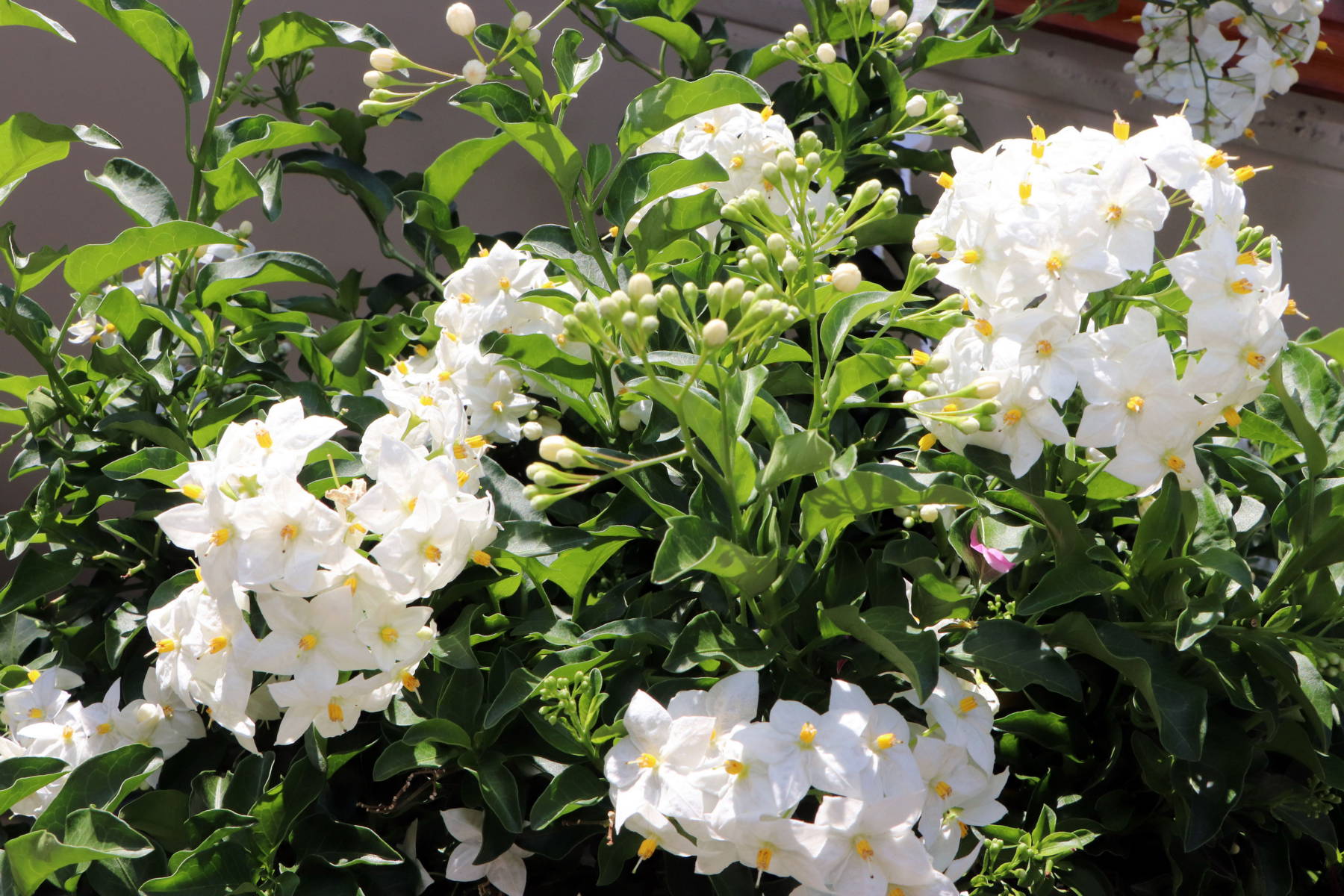 © Manfred J. Schusser