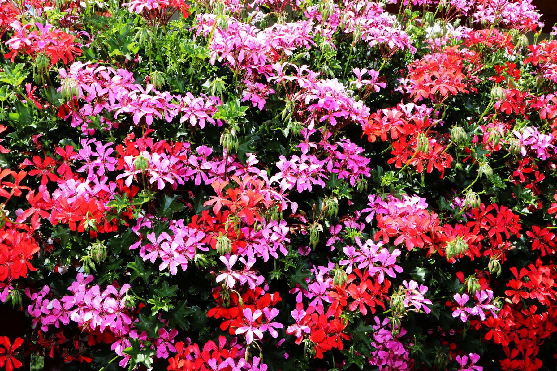 © Manfred J. Schusser