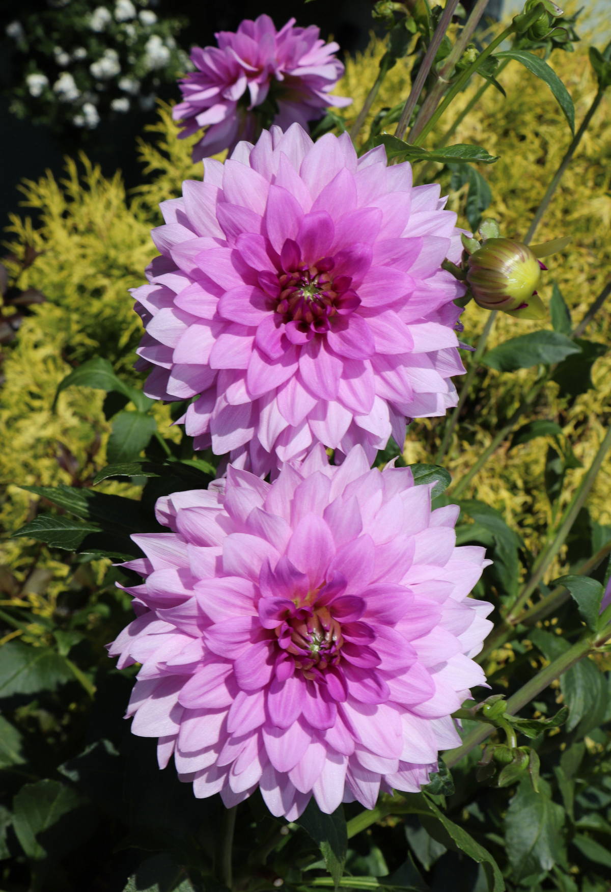 © Manfred J. Schusser