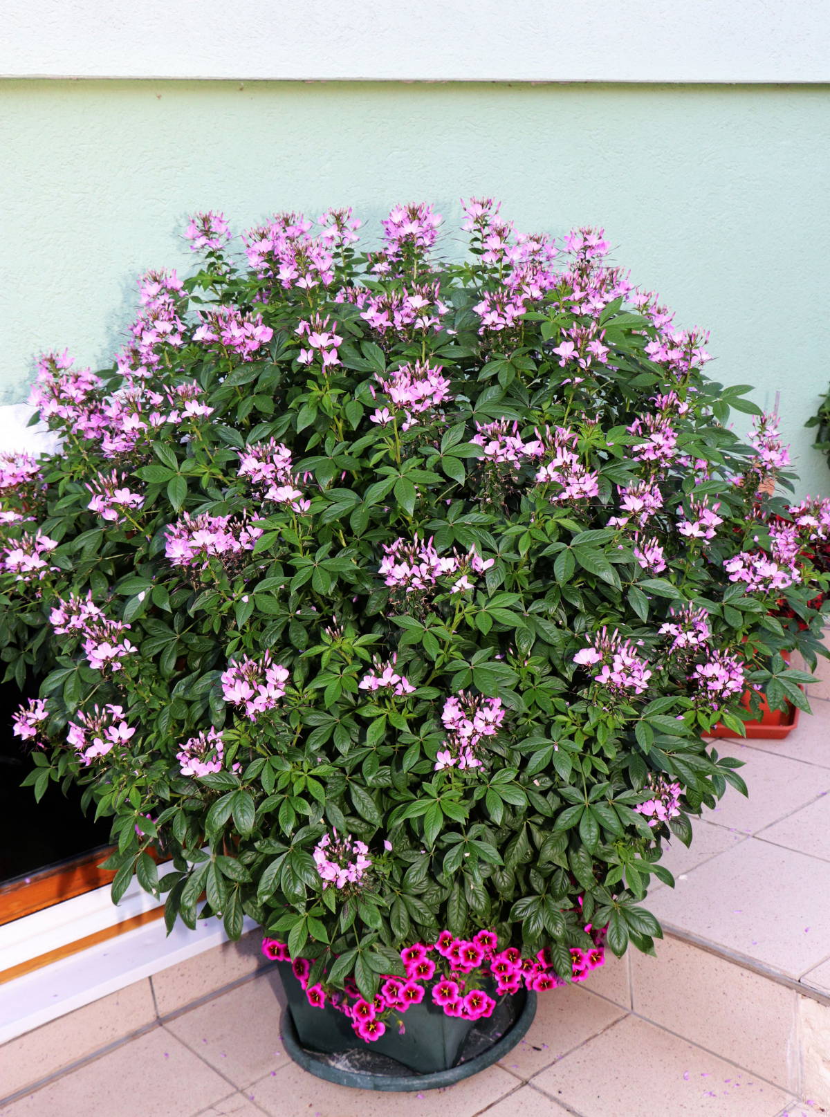 © Manfred J. Schusser