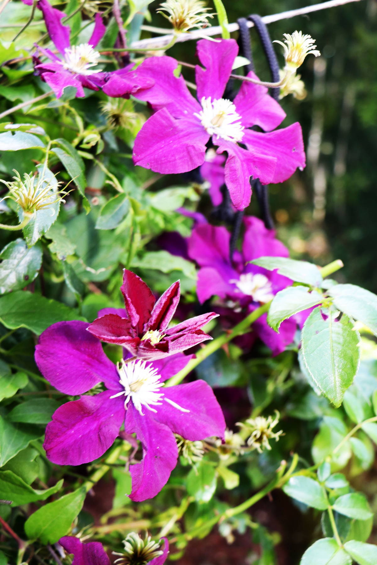 © Manfred J. Schusser