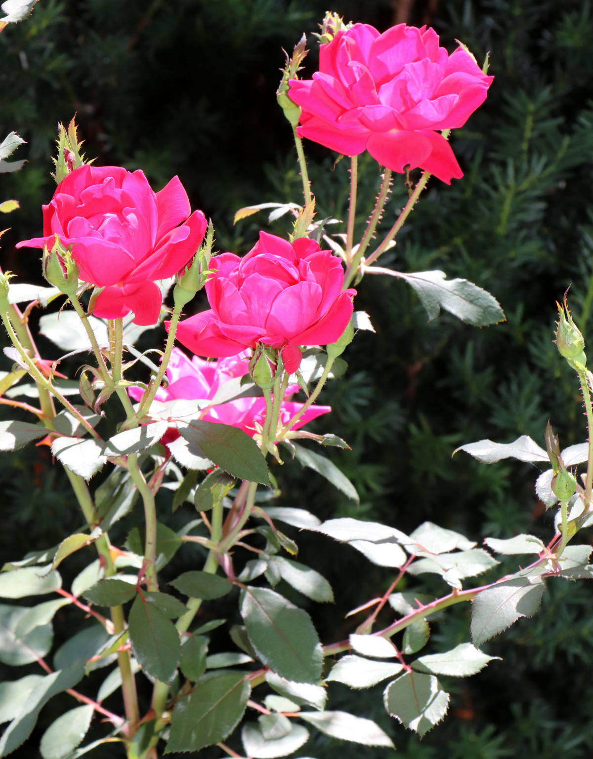 © Manfred J. Schusser