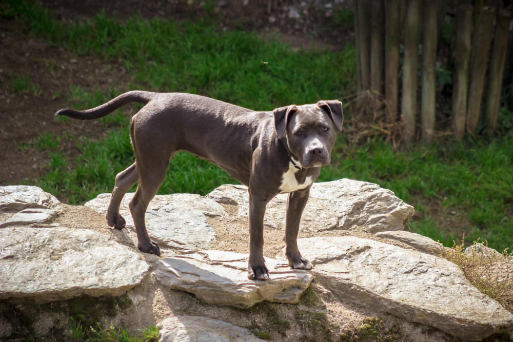 Nala © TiKo - Nina Zesar