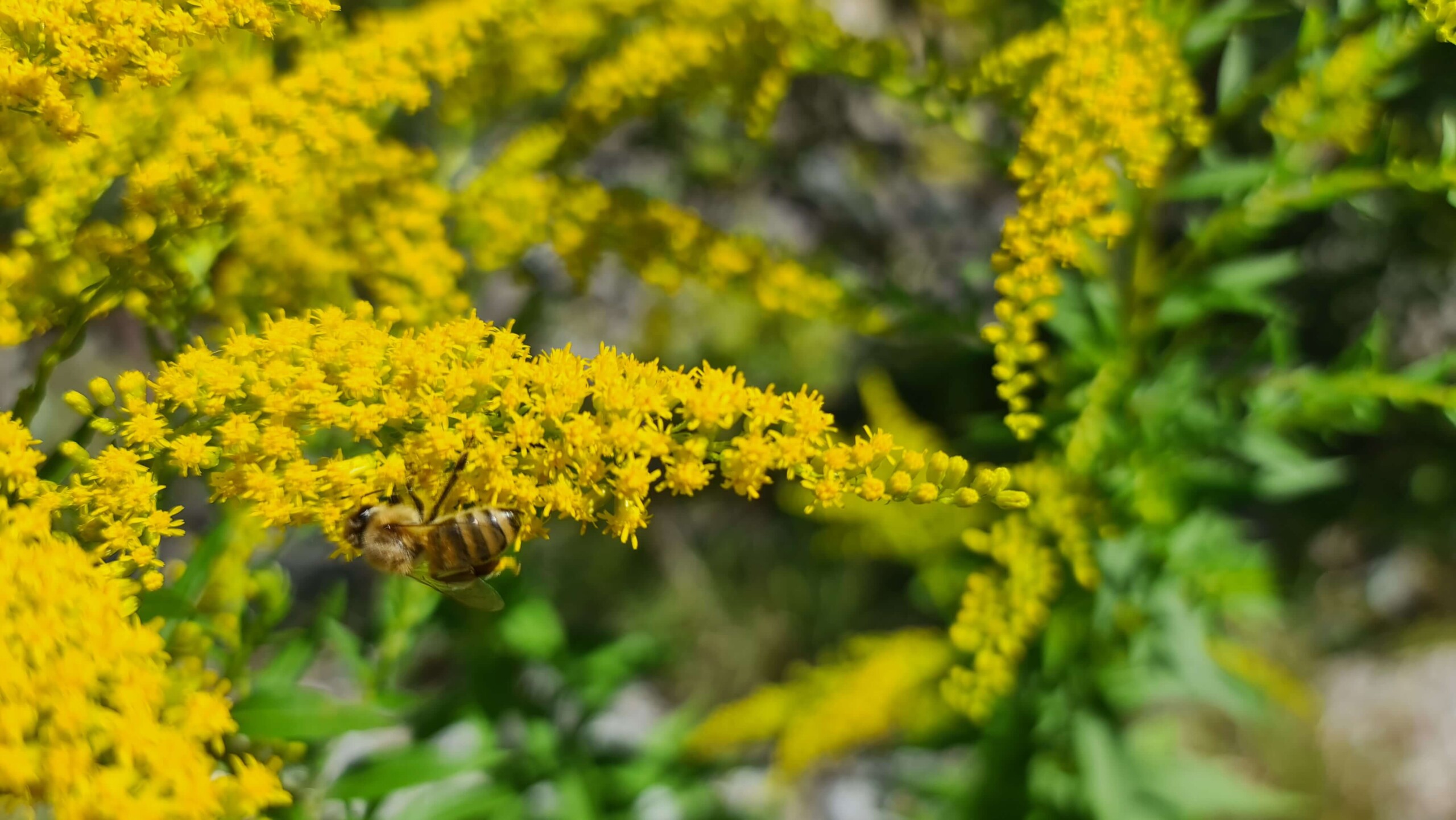 © Biene aus dem Gailtal Business-Network