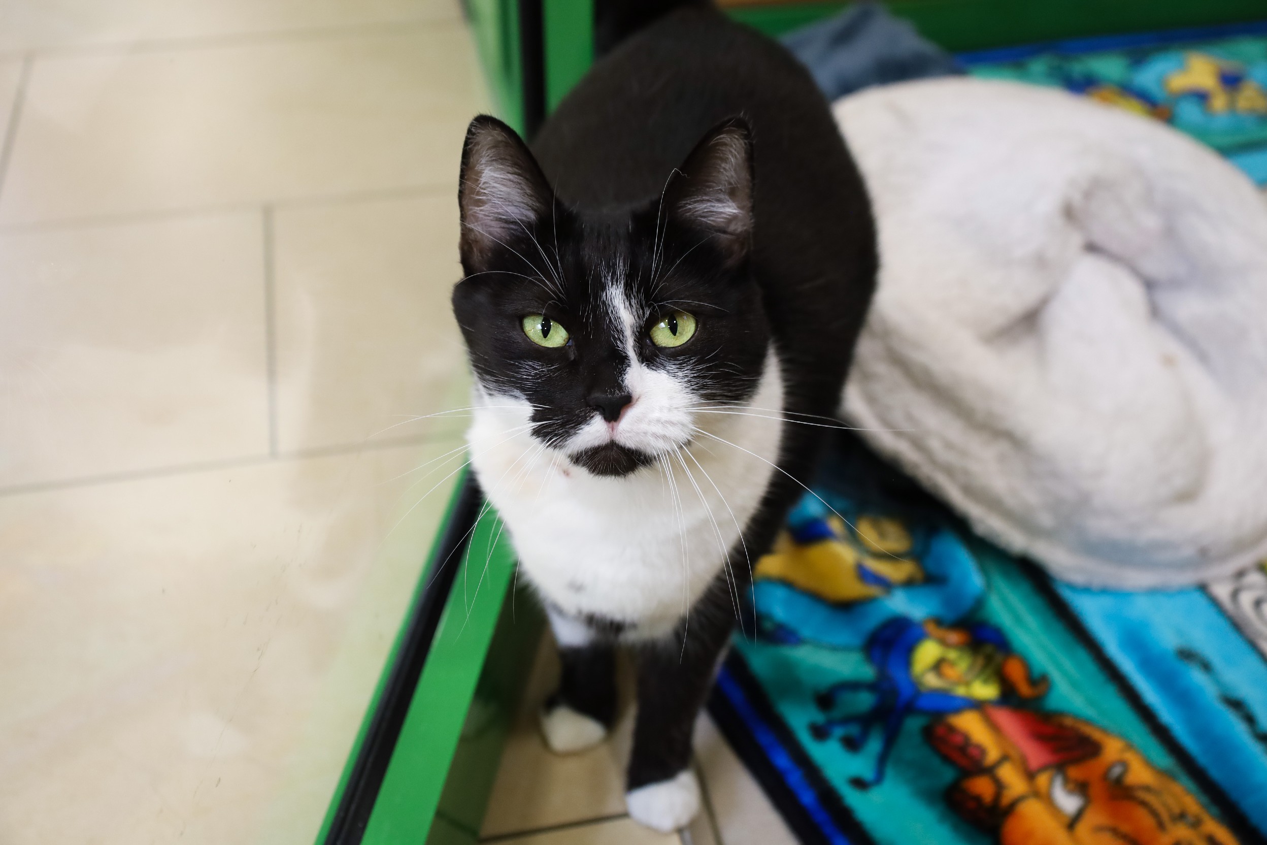 Kira © TiKo, Melanie Olip